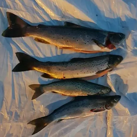 Kemp Atnasjo Kafe As